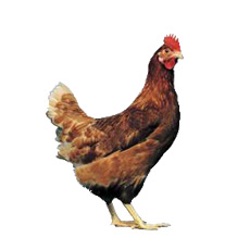 pondeuse Bovans Brown