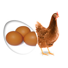 pondeuse Brown Classic