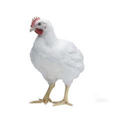 oeuf à couver chair COBB 500