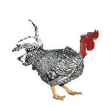 As aves coloridas Pescoco pelado carijo