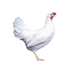 pondeuse Dekalb White