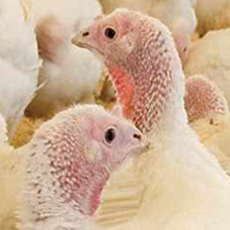 Oeuf à couver Dinde BUT Premium