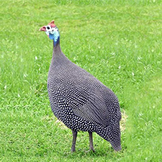 Oeuf à couver Pintade Galinha d’Angola