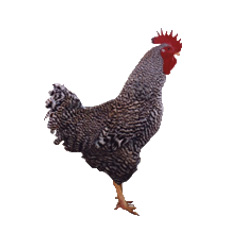 As aves coloridas Carijo