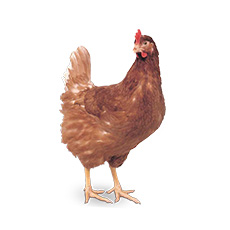 pondeuse Hy-Line Brown