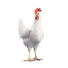 pondeuse Hy-Line W-36