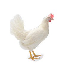 pondeuse Hy-Line W-80