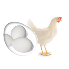 pondeuse LSL-Classic