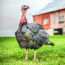 Oeuf à couver Dinde Orlopp Bronze