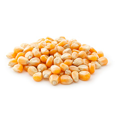 Afiteurope - produits agricoles, le maïs