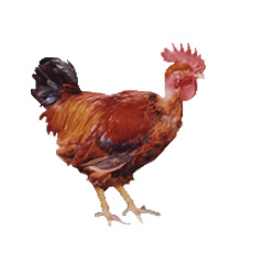 As aves coloridas Pescoco pelado