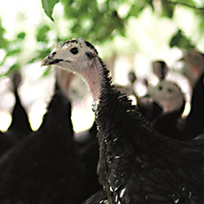 Oeuf à couver Dinde Artisan Gold