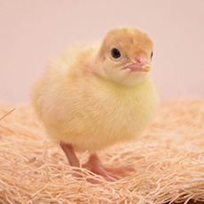 Oeuf à couver Dinde Mini classic