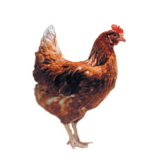 As aves poedeiras HISEX Brown