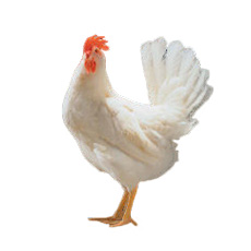 As aves poedeiras HISEX White